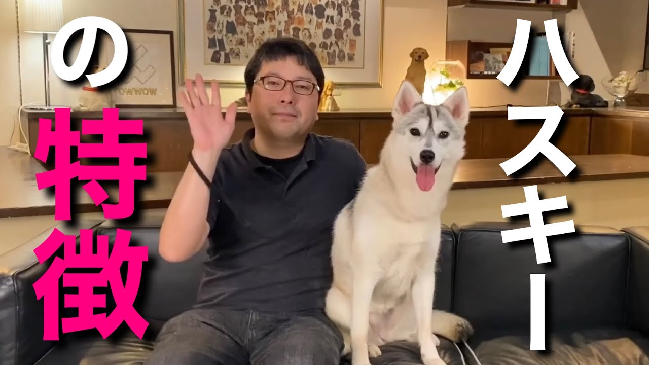 シベリアンハスキーの特徴 をペットショップ店長が解説します Youtube