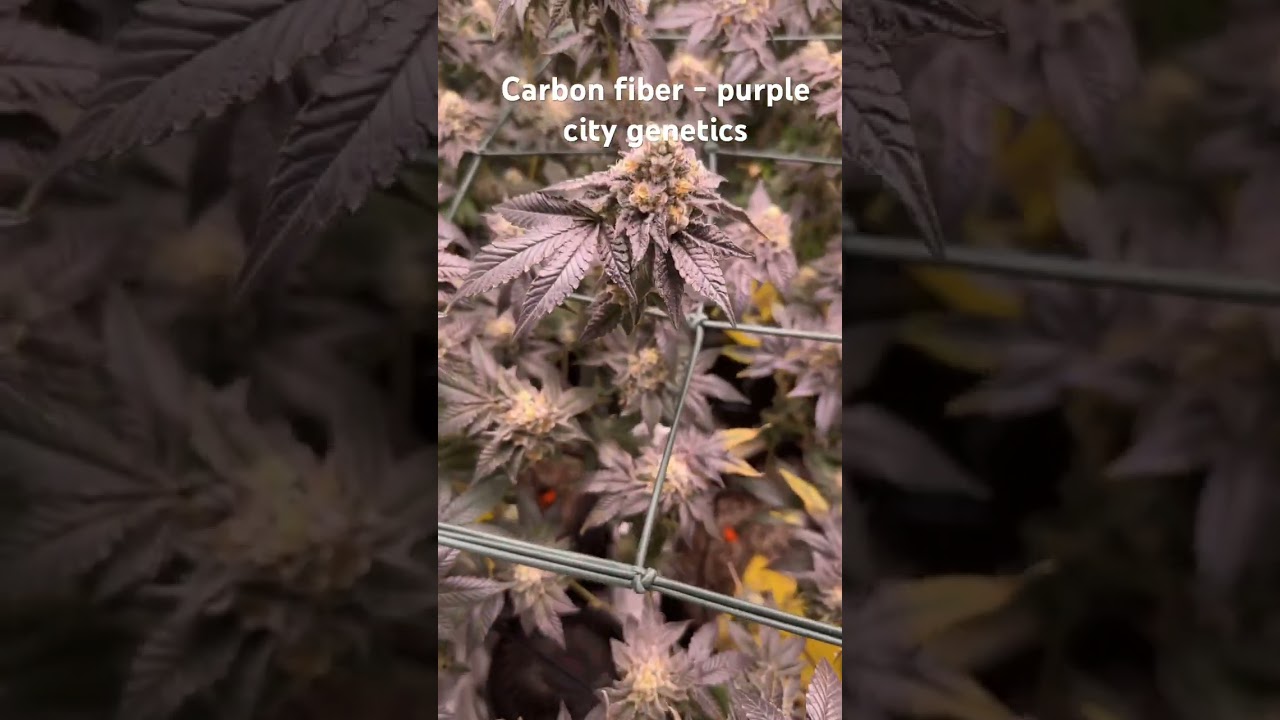 Carbon fiber grown with spider farmer 