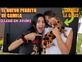 LLEGA EL NUEVO CACHORRITO DE CAMILA Y NO SABEMOS QUE ES | TV Ana Emilia