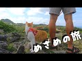 美しい海、歴史ある城、楽園カフェをめぐる旅。覚醒ネコチャンになりました。【沖縄で保護猫と暮らす】
