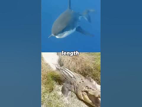 great white shark vs saltwater crocodile - YouTube