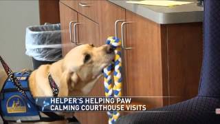 Dog and Bird Help Kids Testify in Texas