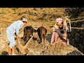 How to Plough Rural Farmland with Oxen's | Buckwheat Bread &amp; Smoky Pork Sukuti@RURALNEPALDIARIES