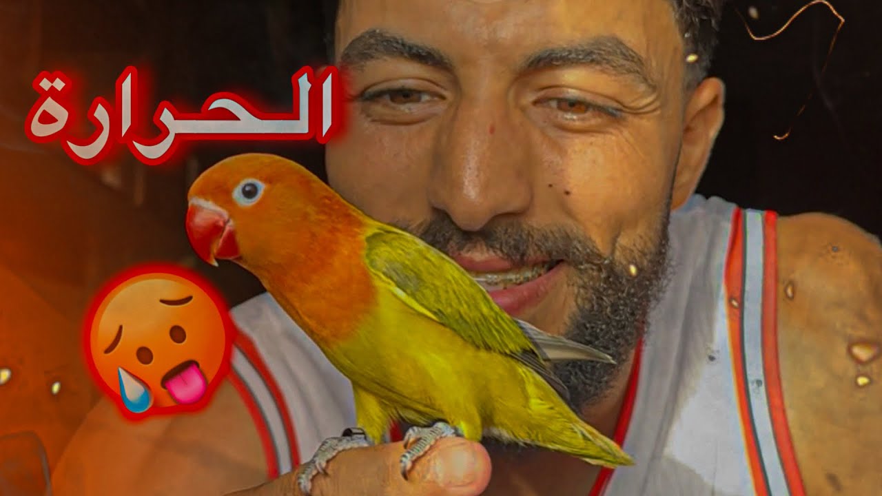 الفريخات قهرهوم الصهد 🥵 شنو الحل 🤔