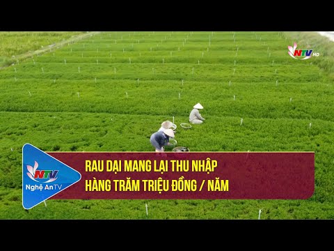 Video Rau dại mang lại thu nhập hàng trăm triệu đồng / năm - youtube