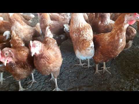 3 Signs of when your layer chickens is about to start laying