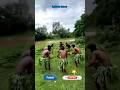#2026 Adivasi Dance😍 #Adivasi Hair oil💆🌿🍀🥥
