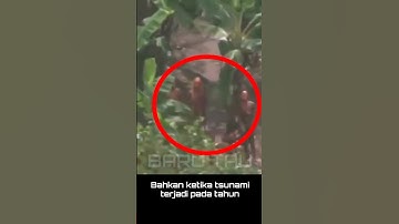pulau berbahaya untuk dikunjungi, primitif? #shorts #viral