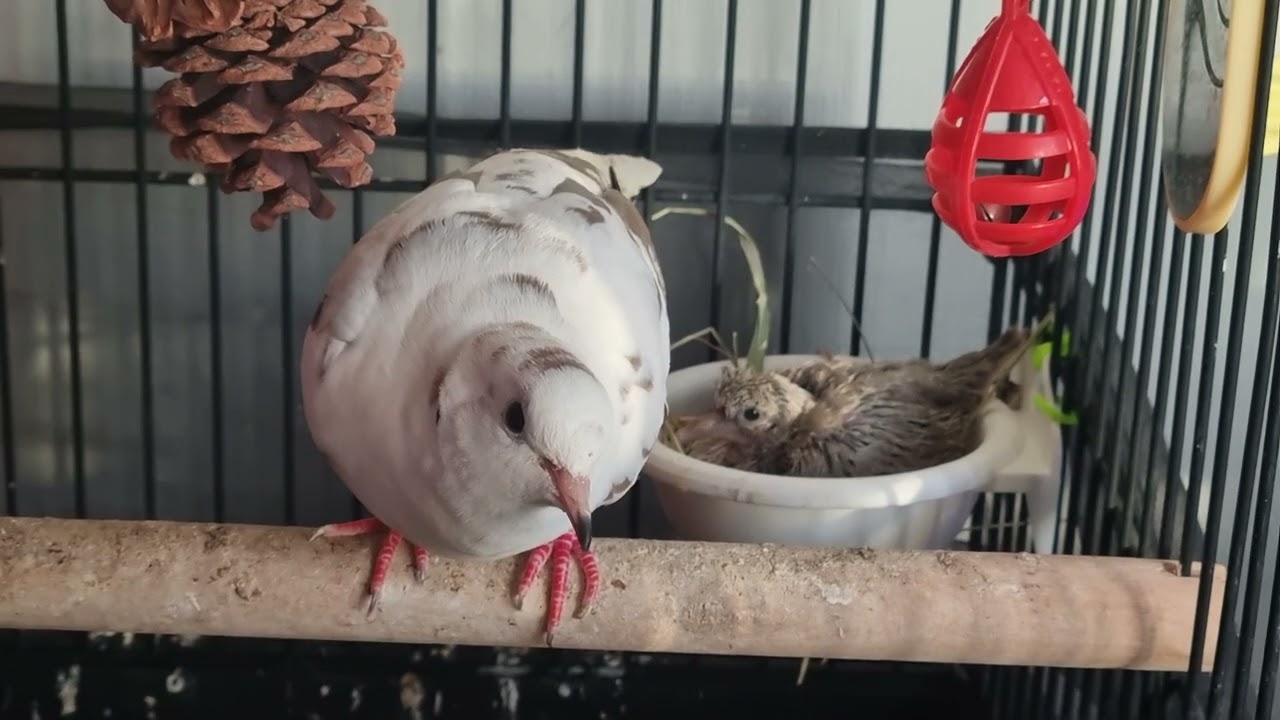 lachduif met kleintje