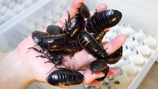 ツノが生え、鳴き声を発するゴキブリの飼い方【マダガスカルオオ