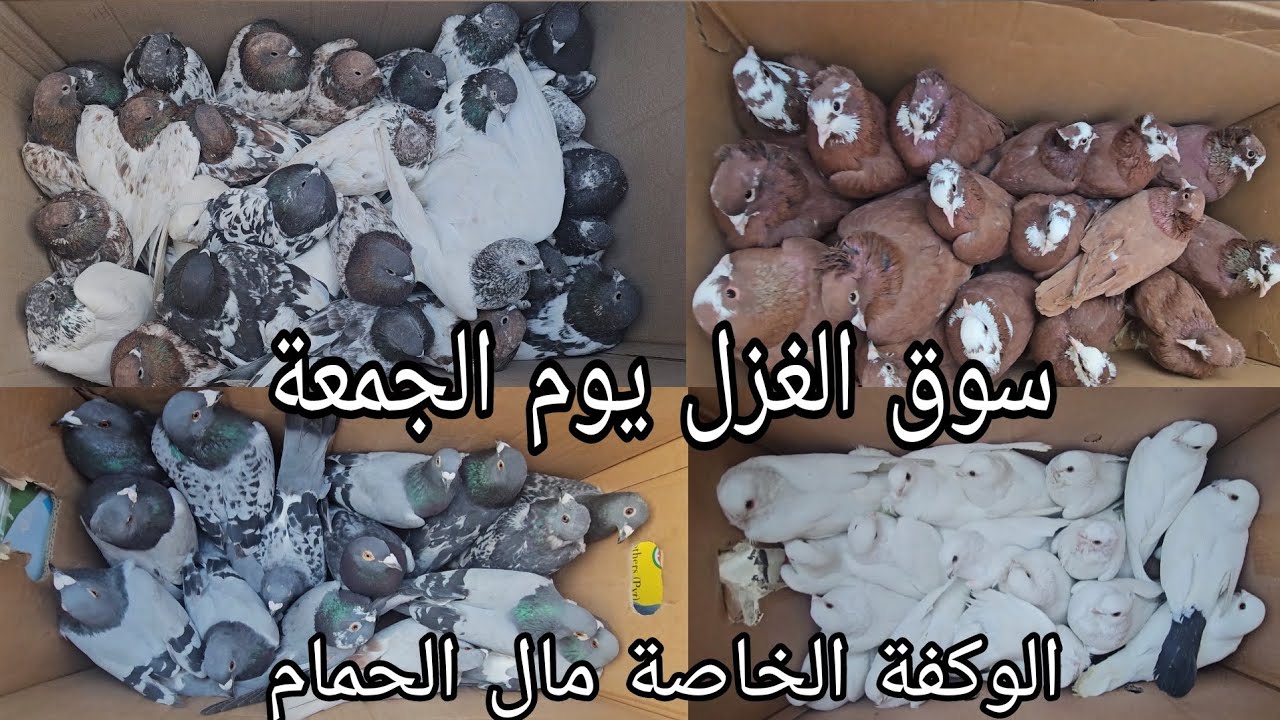 سوق الغزل يوم الجمعة الوكفة الخاصة بالحمام مطيار وحمام زينة انواع كثيرة 2024/1/12