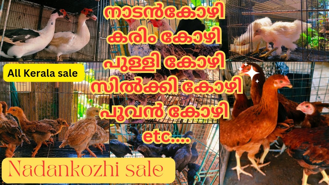 Nadankozhi || kozhisale ||  നിങ്ങൾ കോഴി വളർത്താൻ ആഗ്രഹിക്കുന്നവർ ആണോ? ഇത് കാണാതെ പോകരുത് 🐤
