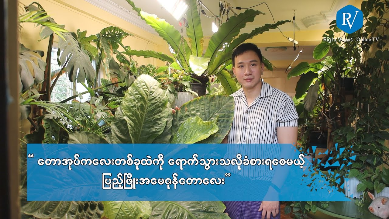 Indoor မှာစိုက်ပျိုးနိုင်မယ့် အပင်များအကြောင်းကိုဝေမျှပေးလာတဲ့ ကိုပြည့်ဖြိုး(အမေဇုန်တော)