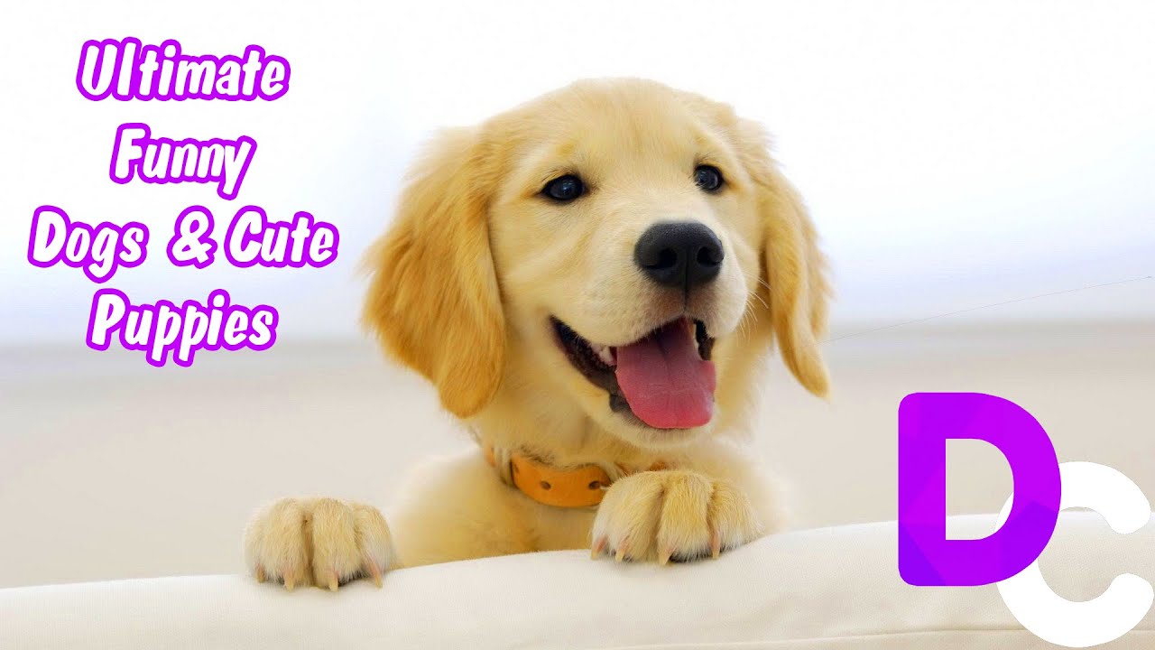 husky siberiano blanco Ultimate Funny Dogs & Cute Puppies | December 2018 | Daily Compilations