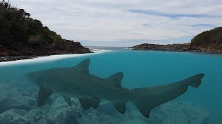 Freediving & Snorkeling with Grey Nurse Shark at Busrangers Bay, Shellharbour.