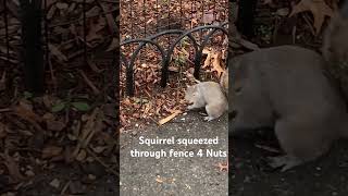 Squirrel squeezed thru fence 4 nuts ❤️