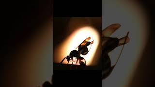 #insect #camera #wildwildlife  @PICS_LIBRARY