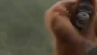 Maymundan Ankara Havasi