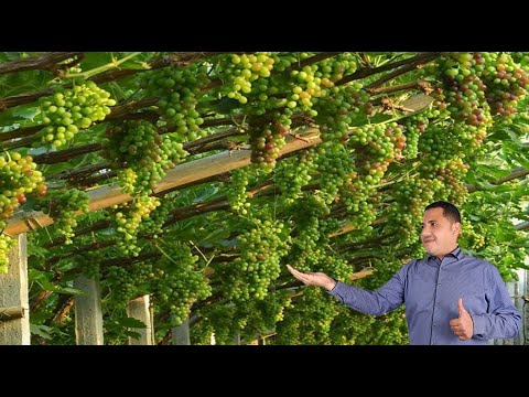 فيديو: مشاكل Boysenberry - معلومات عن الأمراض الشائعة من Boysenberries