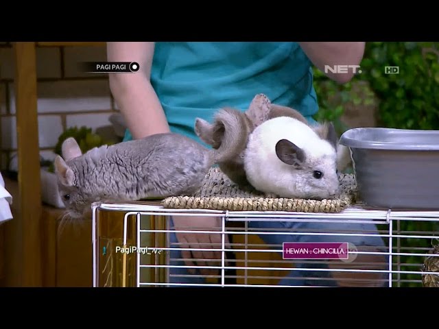 beli chinchilla