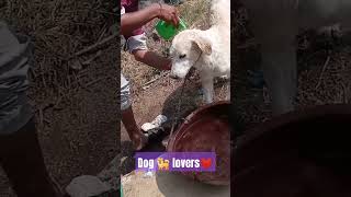 Dog in best moments in life ?|| newshorts dogdoglover Niluzala like this video ?dogshortvideo