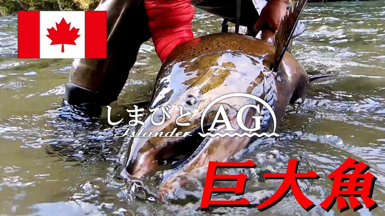 【カナダ田舎暮らし】【フライフィッシング】カナダの清流に巨大魚を追う | 超大物キングサーモンをスペイフライフィッシングで釣り上げろ！| サケ釣り