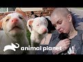 Os filhotes mais fofos | Família ao Resgate | Animal Planet Brasil