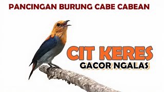 KICAU BURUNG KEMADE GACOR | Suara pancingan cit keres bahan agar cepat NGALAS nembak PEDAS ful isian