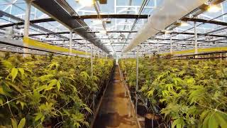 Monterey Kush Co Facility Tour