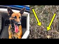 Police Dog Search For Stolen Car When He Sees Something In Bushes. That’s When He Gets A Closer Look