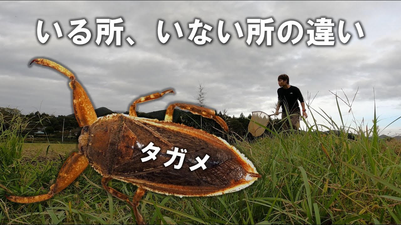 タガメがいる地域といない地域の違い