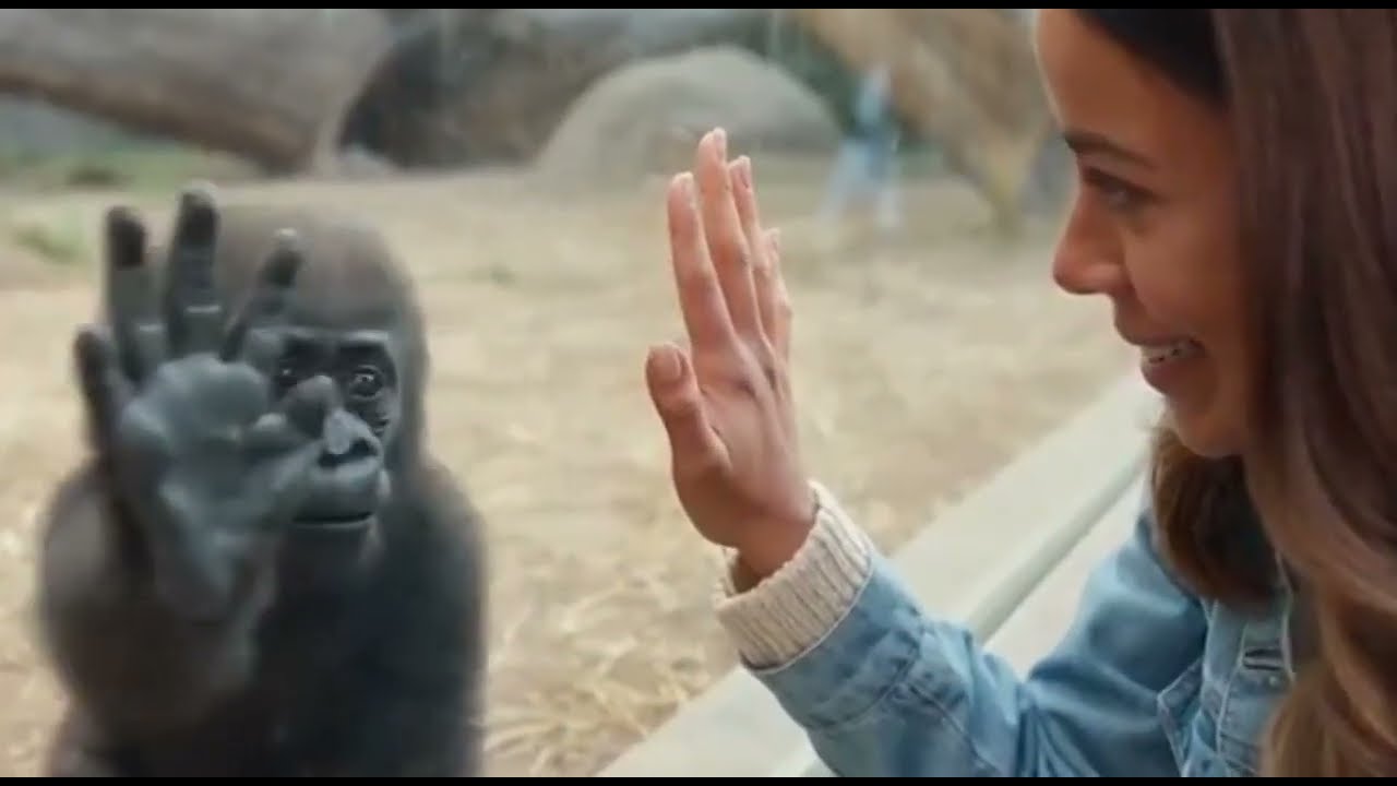 BABY GORILLA FUNNY MOVEMENTS HERE