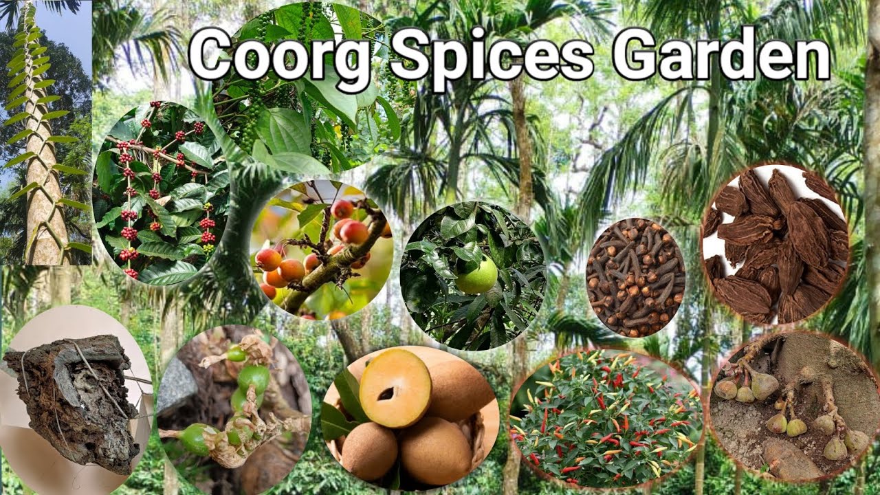Spices Garden and Coffee Plantation Tour with Guide | Coorg | Karnataka