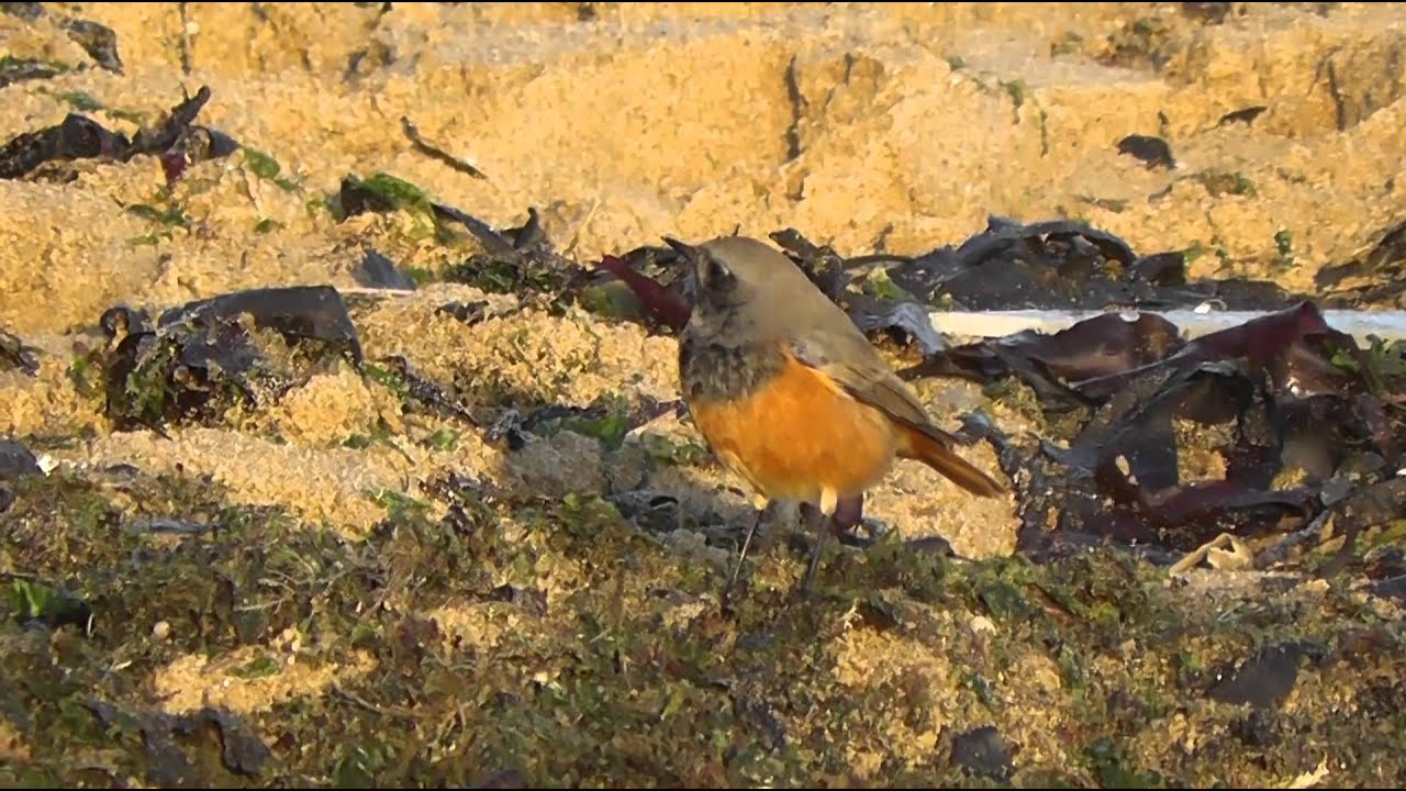 Eastern Black Redstart