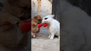 Best Funny Animal Videos 2022 😺 - Funniest Dogs And Cats Videos 2021 #27