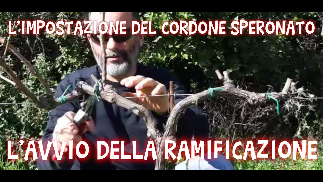 SU BOE 2021 - L'avvio della ramificazione sul cordone speronato