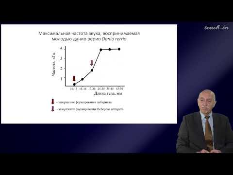 Касумян А.О. - Сенсорные системы рыб - 6. Звуки и звукогенерация у рыб