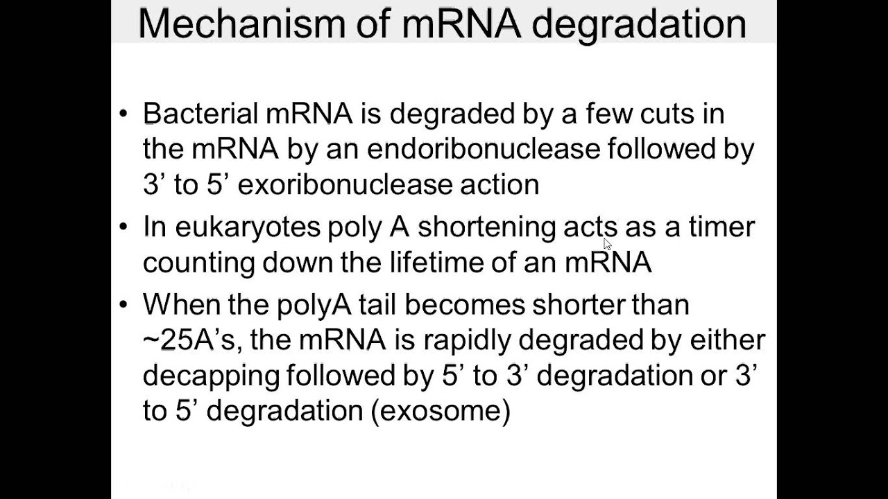 mRNA degradation - YouTube