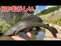南米の外来魚に川一面を侵略された用水路の末路...
