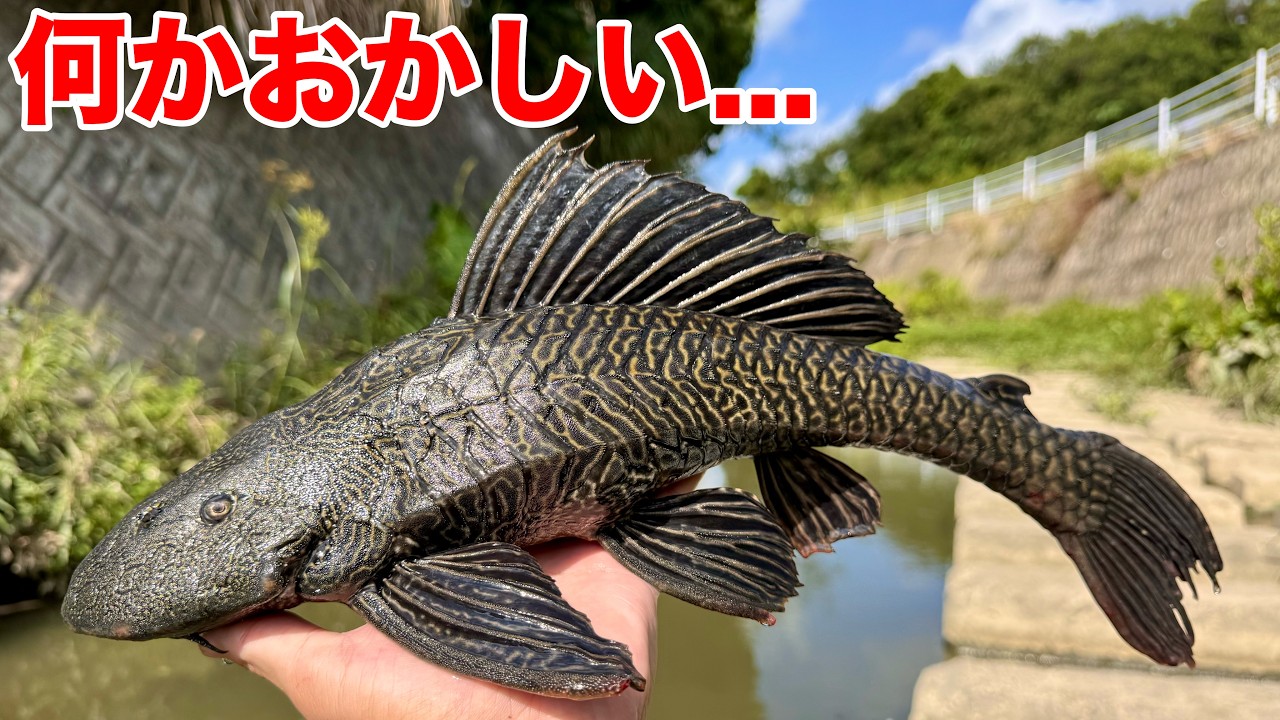 南米の外来魚に川一面を侵略された用水路の末路...