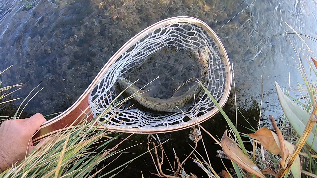 hot Creek CA nice rainbow trout