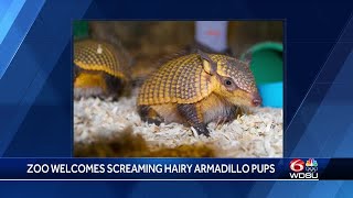 Audubon Zoo celebrates the birth of screaming hairy armadillo pups