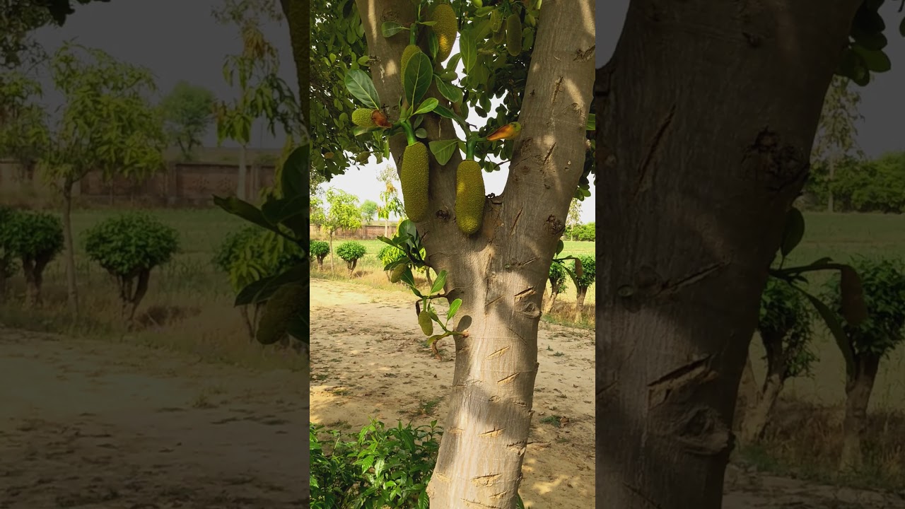 kathal ka ped Kesa Hota Hai ? / what is a jackfruit tree like 