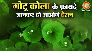 गट कल क फयद जनकर ह जओग हरन Gotu Kola Ke Fayde Mandukparni Centella Asiatica