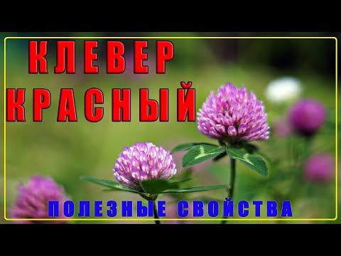 КРАСНЫЙ КЛЕВЕР лечебные свойства и противопоказания | Клевер (конюшина) для мужчин / женщин