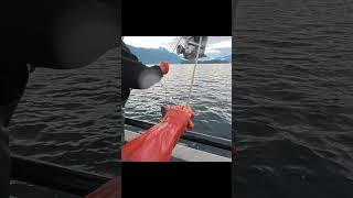 ALASKAN SHARK ATTACK??