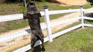 FARM UNDER ATTACK SURVIVAL OF THE FITTEST - GUARD DOG ON DUTY