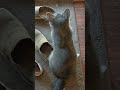 Cat chittering #chittering#cat#catsofyoutube #kitty
