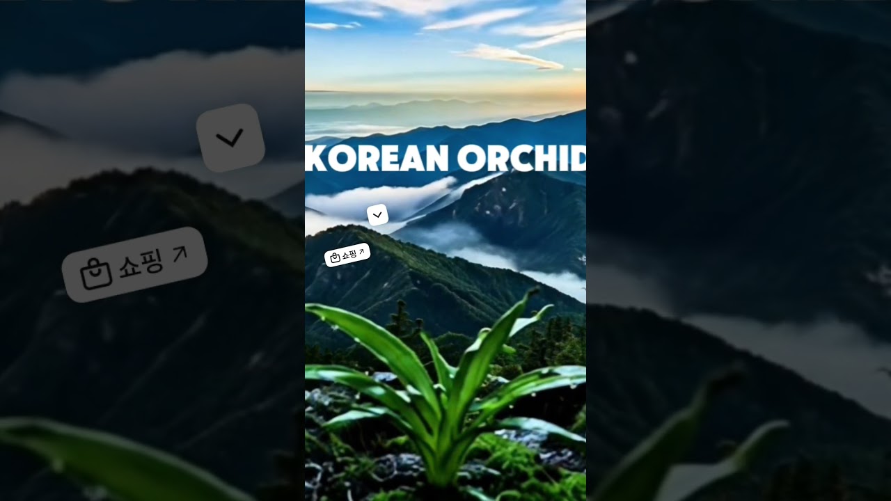 Korean orchid (Joongtu Orchid) #난초 #란쟁이tv #orchid #nature #koreanorchid #희귀식물 #ai #산행하는가족