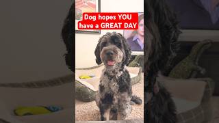 Dog Hopes You Have A Great Day